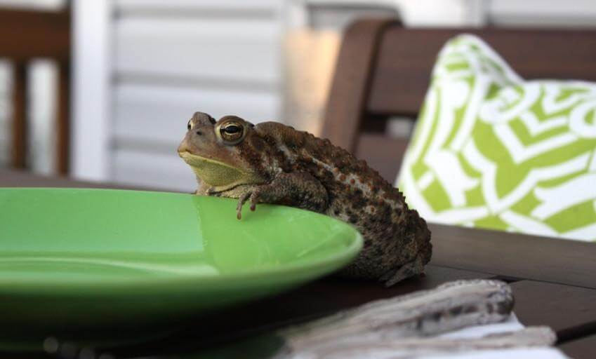 How to Take Control of Your Life With the Help of “Eat that frog” Concept | Hygger Blog How to Take Control of Your Life With the Help of “Eat that frog” Concept