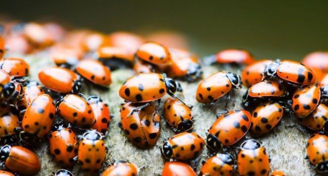 Project Management and Issue Tracking | Hygger Blog Project Management and Issue Tracking