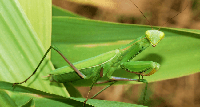 Bug Tracking: How to Detect and Fix Software Defects | Hygger Blog Bug Tracking: How to Detect and Fix Software Defects
