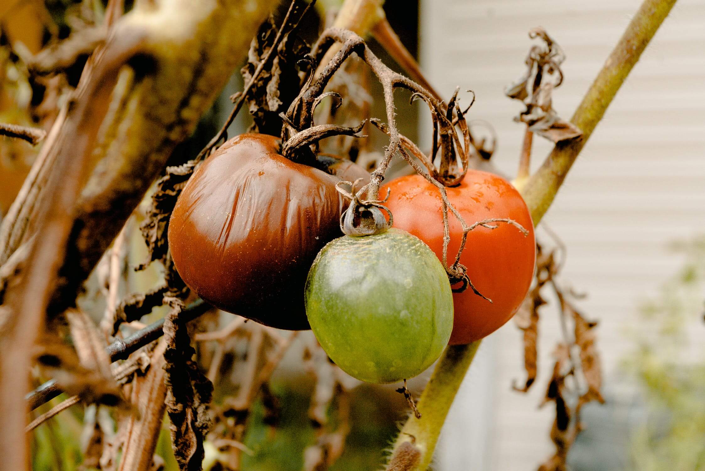 Bad Apple: How to Deal with Negative Agile Team Members | Hygger Blog Bad Apple: How to Deal with Negative Agile Team Members