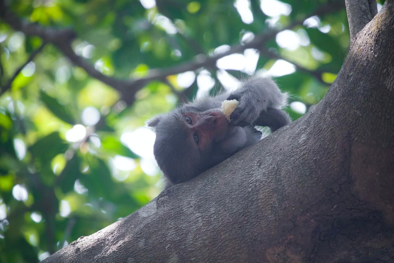 What is the “Monkey on Shoulder” Concept in Time Management? | Hygger Blog What is the “Monkey on Shoulder” Concept in Time Management?