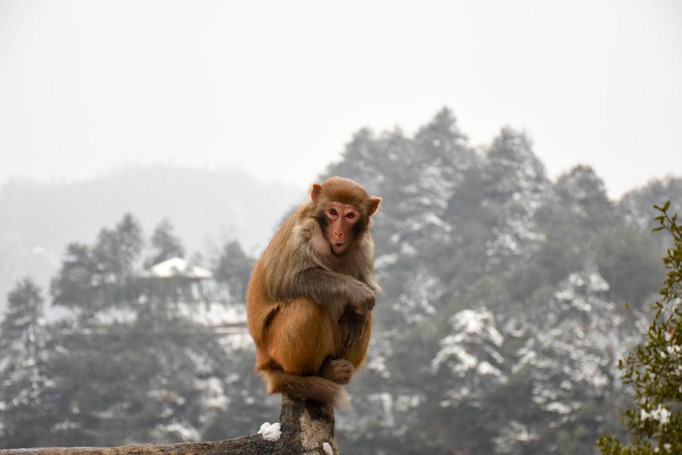 What is the “Monkey on Shoulder” Concept in Time Management? | Hygger Blog What is the “Monkey on Shoulder” Concept in Time Management?